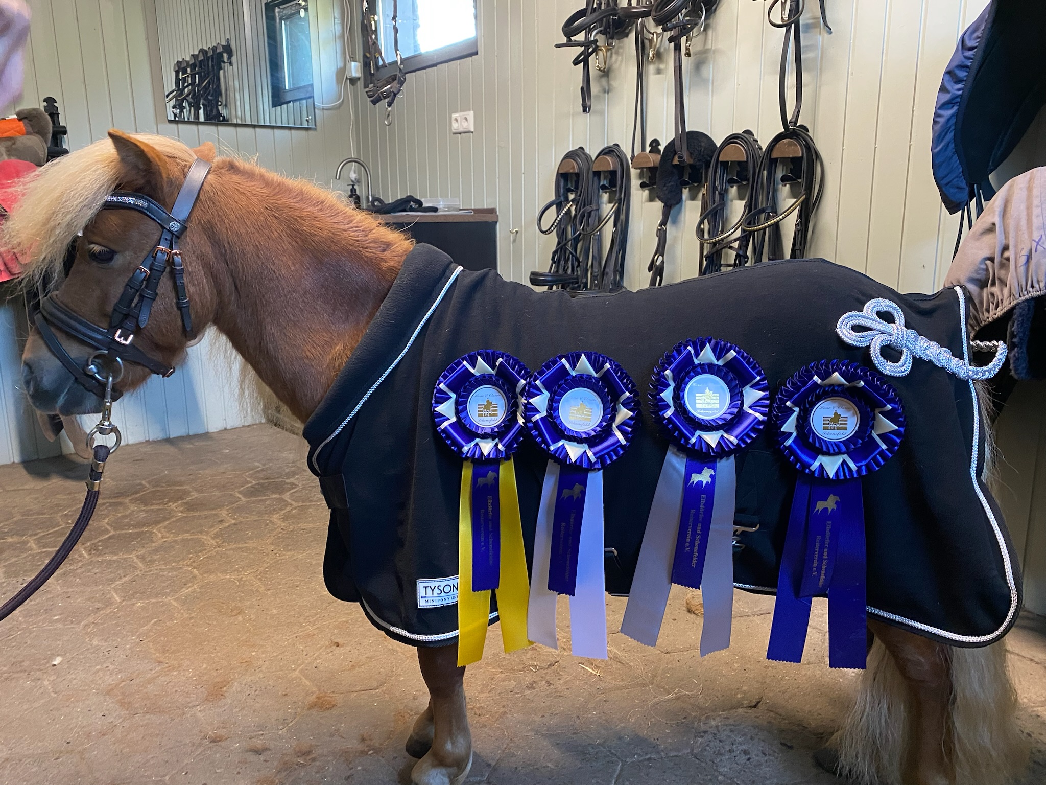 Horse hero image